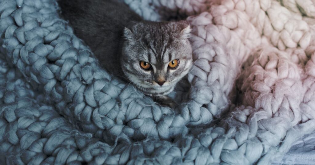 Grey cat sitting in a wool blanket.